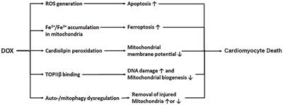 Demystifying the Relationship Between Metformin, AMPK, and Doxorubicin Cardiotoxicity